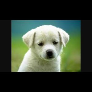 Meet your Posher, Nilo